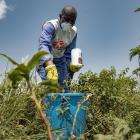 Larviciding using biological insecticides