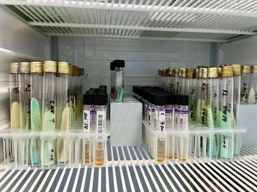 The mycobacterium tuberculosis culture is tested against different antibiotics in the laboratory.